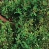 Thyme 