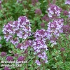 Thyme 