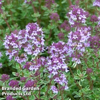 Thyme 