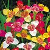 Tigridia pavonia 