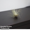 Tillandsia argentea (House Plant)