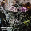 Tillandsia usneoides 