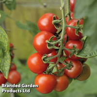 Tomato 