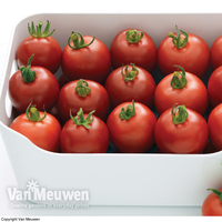 Tomato 
