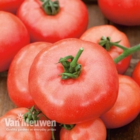 Tomato 