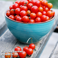 Tomato 