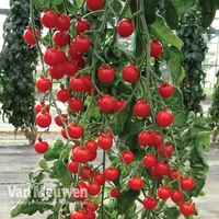 Tomato 