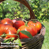 Tomato 