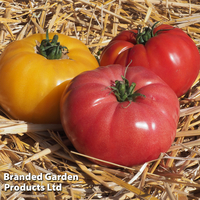 Tomato 