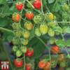 Tomato 