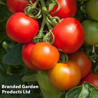 Tomato 