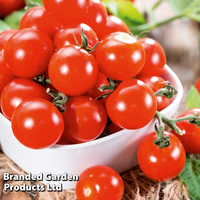Tomato 