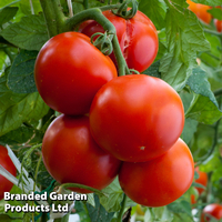 Tomato 