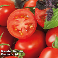 Tomato 