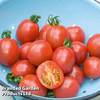 Tomato 