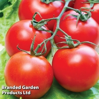 Tomato 