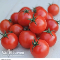 Tomato 