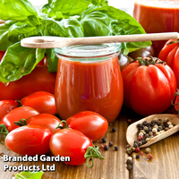 Tomato 