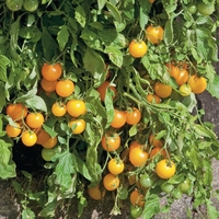 Tomato 