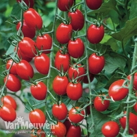 Tomato Grafted 