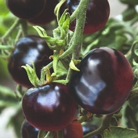 Tomato 