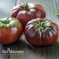 Tomato 