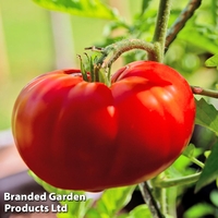 Tomato 