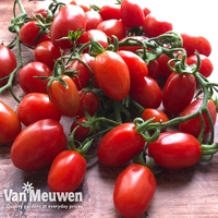 Tomato 