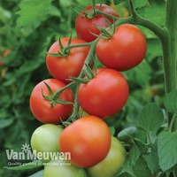 Tomato 