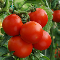 Tomato 