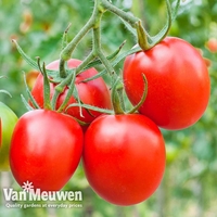 Tomato 