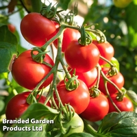 Tomato 
