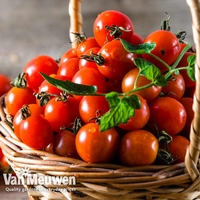 Tomato 