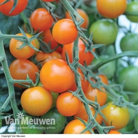 Tomato 