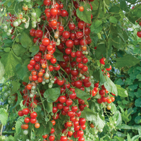 Tomato 