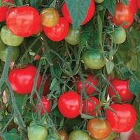 Tomato 
