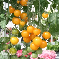 Tomato 
