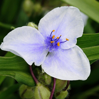 Tradescantia 