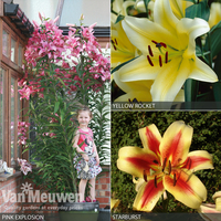 Tree Lily Collection