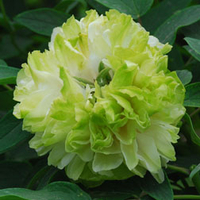 Tree Peony 