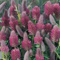 Trifolium rubens (Large Plant) - 1 trifolium plant in 1 litre pot