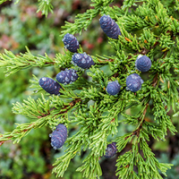 Tsuga canadensis (Large Plant) - 1 plant in 3 litre pot