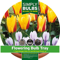 Tulip and Crocus Bulb Tray - 1 Tulip and Crocus bulb tray