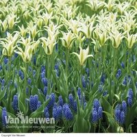 Tulip and Muscari 