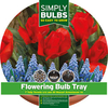 Tulip and Muscari Bulb Tray - 1 Tulip and Muscari bulb tray
