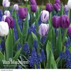 Tulip and Muscari 