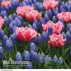 Tulip and Muscari 