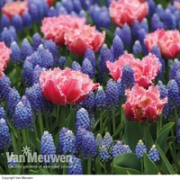 Tulip and Muscari 