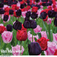 Tulip 