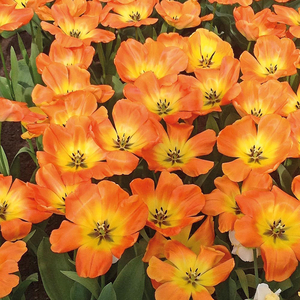 Tulip 